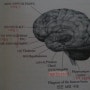 뇌 속으로 떠나는 여행 16 - 뇌, 하나님 설계의 비밀