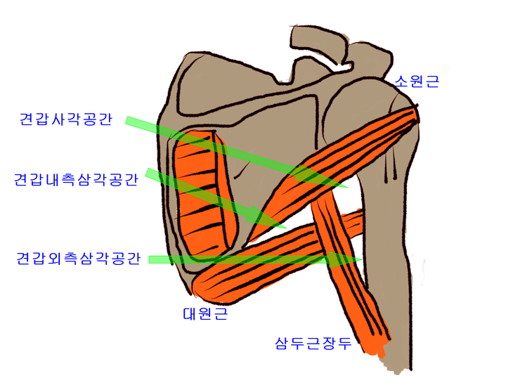 대전 유성 화목한 한의원 견갑사각공간(Quadrangular space) 외측삼각공간(Lateral triangular ...