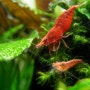 Neocaridina sp./Cherry shrimp/체리새우..