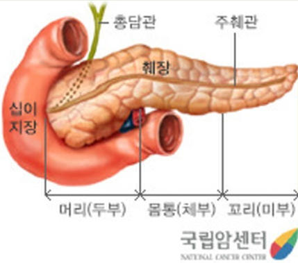 소화의 부속장기 - 췌장 : 네이버 블로그