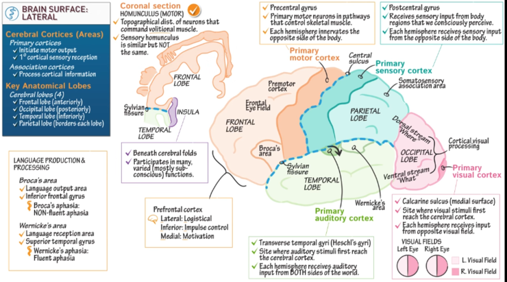 Brain surface anatomy : 네이버 블로그