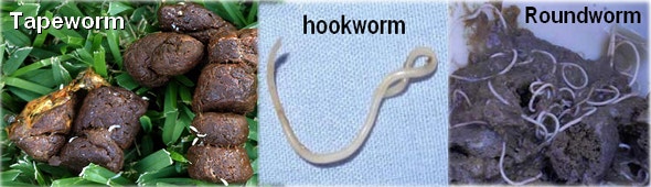 Worms(기생충) : 네이버 블로그