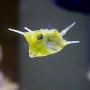 [ 해수어 정보 ] 롱혼카우피쉬, 뿔복 Long horn cow fish - Lactoria cornuta