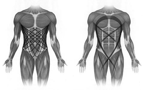 [한국인재교육원] 근육 사슬 Muscular Chain : 네이버 블로그