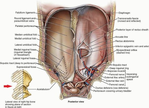 Umbilical Artery Umbilical Vein 네이버 블로그