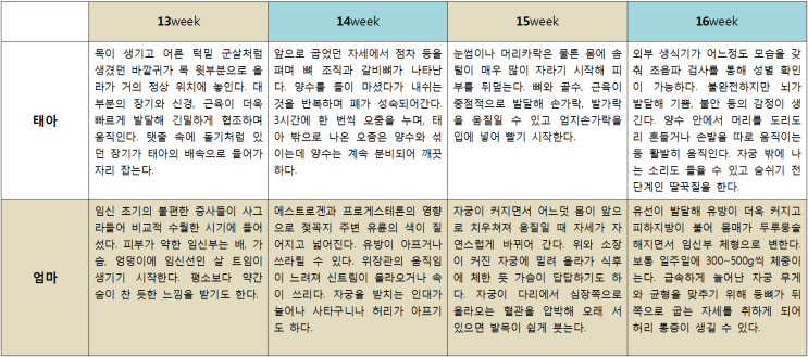 임신 단계별 변화 및 주의사항 - 임신 4개월(13~16주) : 네이버 블로그