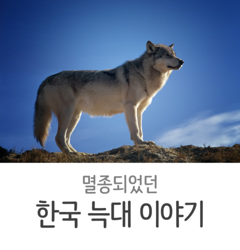 늑대와 개의 차이점은 무엇입니까