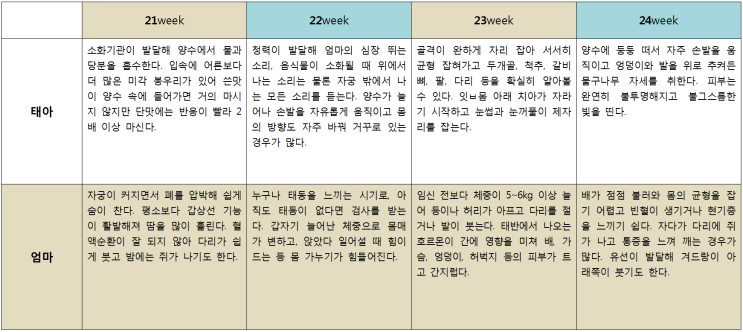 임신단계별 변화 및 주의사항 - 임신 6개월(21~24주) : 네이버 블로그