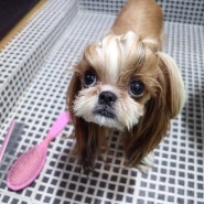 휘슬이 알려주는 올바른 강아지 목욕법에 대해서 알려드려요:)