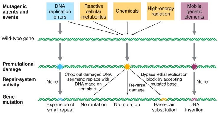 Ⅲ. Gene Mutation : 네이버 블로그