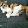코숏 삼색 고양이 (5개월) 못생김 뿜뿜 열매