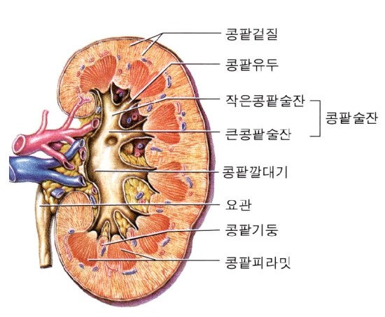 네프론의 소변생성 원리 및 세뇨관의 재흡수과정의 이해 네이버 블로그