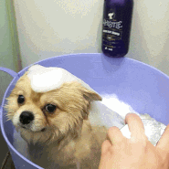 기분좋게 강아지와 목욕하기!