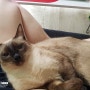 샴고양이 성묘 (2년 3개월) 욕심 없는 고양이
