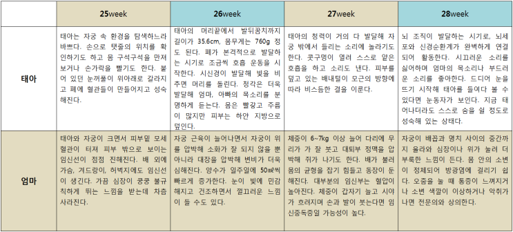 임신 단계별 변화 및 주의사항 - 임신 7개월(25~28주) : 네이버 블로그