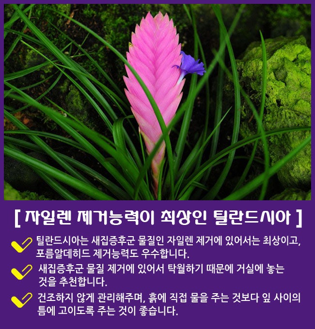 자일렌 제거 최상인 틸란드시아 : 네이버 블로그