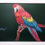 앵무새, Parrot