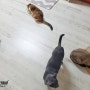 고양이 합사 반응 - 고양이 3남매에서 4남매로!