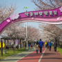 부산 삼락공원 벚꽃축제 (D-1)