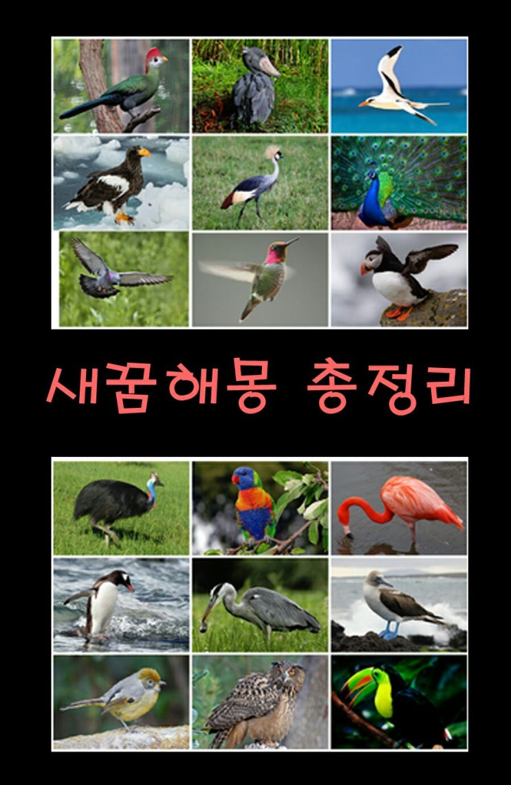 ☆새가나오는꿈☆꿈해몽 새(94가지) : 네이버 블로그