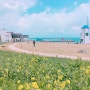 울산 간절곶의 봄 _ 베테랑 바베큐, 카페 0732 풍경 굳 :)