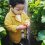 양평 꽃동산 딸기체험농장 후기