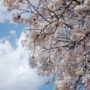 [리코GR2] 울산벚꽃구경/울산삼호대교/울산 궁거랑 꽃길/벚꽃사진 B컷