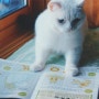 [일본 WebCF] 고양이 전용 통신교육? '유 냥'