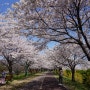 부산 삼락공원에서 벚꽃구경 즐기기