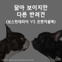 [BCOZU/비코쥬] 닮아 보이지만 다른 반려견 (보스턴테리어 VS 프렌치불독)