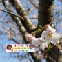 봄꽃축제 화사하게 피어나는 벚꽃과 가시랭이의 새싹이야기~