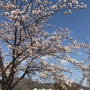 김해연지공원 벚꽃놀이