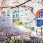 마을버스타고 찾아온 봄, 부산 삼익비치 아파트 벚꽃 길 다녀왔어요!