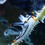 [Philippines] 피카츄(ピカチュウ)를 닮은 누디브렌치(Nudibranch 갯민숭달팽이) : #23