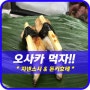 [오사카먹방]오사카2박3일여행 지넨스시, 돈키호테(조금^^;)