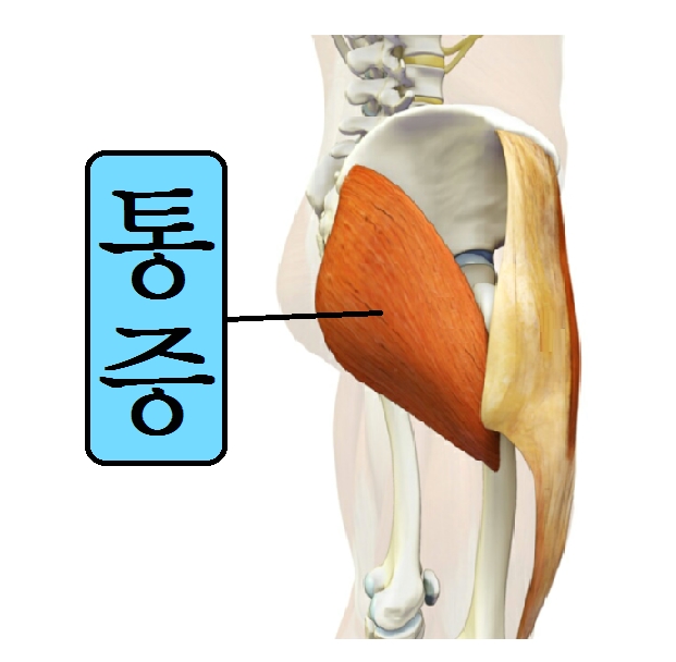 좌골신경통 원인 이상근증후군 치료 빠르게 : 네이버 블로그