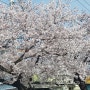 [단비농원] 정읍 벚꽃축제