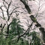 봄날, 벚꽃 산책