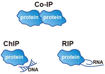 IP (Immunoprecipitation) 면역 침강법 : 네이버 블로그