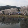 속초 상도문 벚꽃축제장