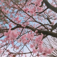 [꽃 감성사진] 봄을 담다