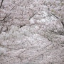 봄꽃 벚꽃사진1