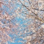일본_벚꽃 만발한 도쿄