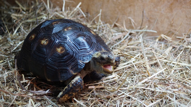 Texas gopher tortoise : 네이버 블로그