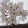 봄꽃 벚꽃사진2