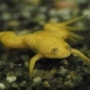 [사육정보] 아프리카 발톱 개구리 사육 방법