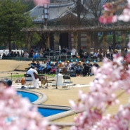 봄꽃과 함께 하는 덕수궁 정오 음악회 4월 매주 금요일에 찾아갑니다