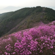 천주산 진달래 /창원