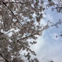 4월의 일상 - 안양천 벚꽃길&지킬앤하이드 뮤지컬