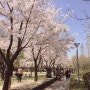 [썸브랜더스의 봄소풍] 벚꽃이 만개한 서울숲으로 소풍!